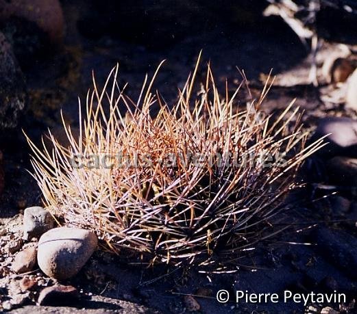 Lobivia ferox v. longispina, S. Titicaca PEY